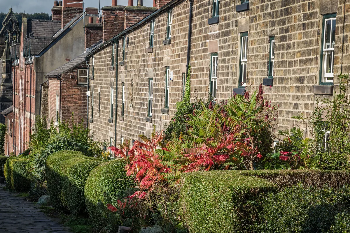 A long terrace of stone mill workers' cottages with clipped hedges in front on Long Row in Belper